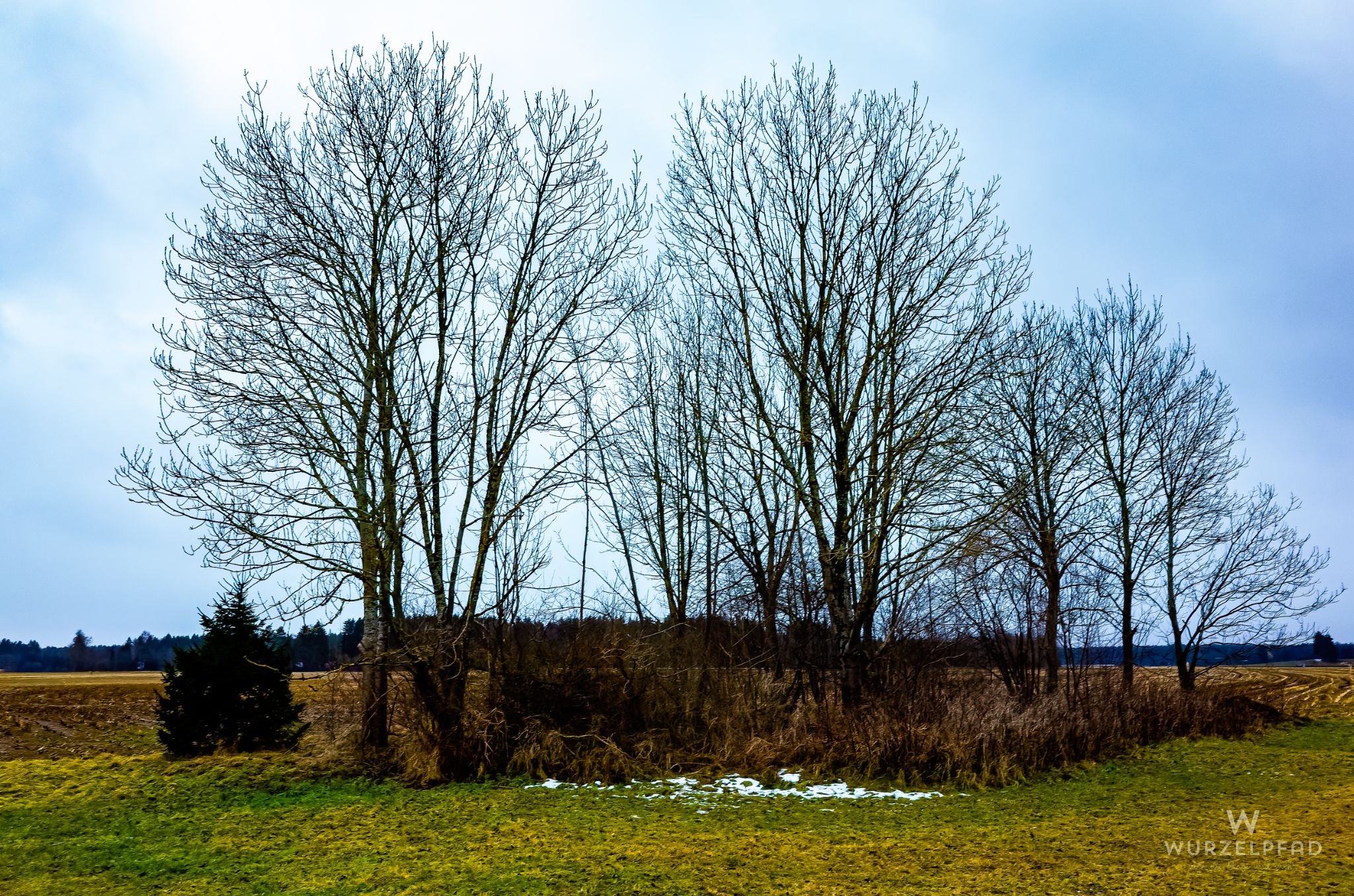 Baumgruppe Deisenhofen